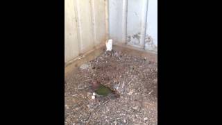 breeding green winged pigeons emerald doves breeding doves [upl. by Ehcar]