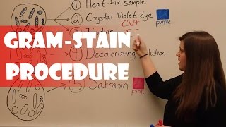 Gram Stain Procedure [upl. by Anaujal]