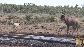 Thirsty Newborn Tsessebe Calf [upl. by Ranjiv]