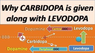 Why Carbidopa is given along with Levodopa [upl. by Nicoli]