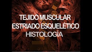 Músculo estriado esquelético  Histología [upl. by Dame20]