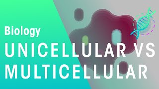 Unicellular vs Multicellular  Cells  Biology  FuseSchool [upl. by Gratiana]