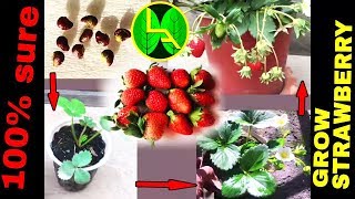 How to grow Strawberries plant from fruits at home easy steps [upl. by Ciredec565]