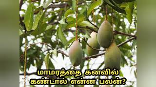 மாமரத்தை கனவில் கண்டால் என்ன பலன்Mamaratai kanavil kantal enna palan [upl. by Eniamreg]