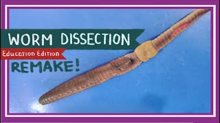 Worm Dissection Remake  If You Cut a Worm in Two EDU [upl. by Reisch]