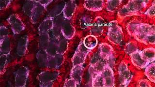 Malaria Lifecycle Part 1 Human Host 2016 [upl. by Mistrot]