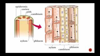 Plant Structure Including Xylem and Phloem [upl. by Eillil36]