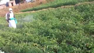 FARMING PESTICIDES INSECTICIDES spraying with safety precautions [upl. by Constantin696]