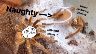 Tarantula Pairing  Gave him TWO females and hes still CLUELESS [upl. by Ced]