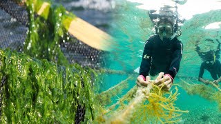 Watch Seaweed Farming At Another Level [upl. by Mareah]