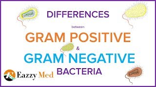 Differences Between Gram Positive and Gram Negative Bacteria [upl. by Edgard]