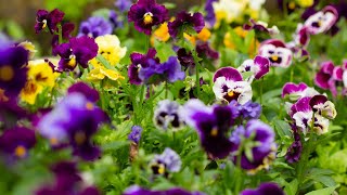 Lots of Pansy And Viola Growing TipsVideo Growing Guide [upl. by Nerad]