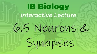 IB Biology 65  Neurons amp Synapses  Interactive Lecture [upl. by Press]