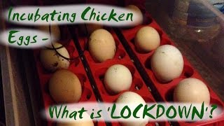 Incubating Chicken Eggs  What is LOCKDOWN [upl. by Oberheim]