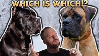 CANE CORSO OR BOERBOEL Whats The Difference [upl. by Nrubua]