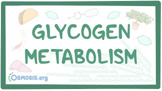 Glycogen metabolism [upl. by Ahsratan788]