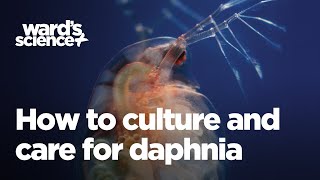 Caring and Culturing for Daphnia [upl. by Bunder]