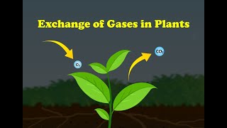 Exchange of Gases in Plants [upl. by Bodwell845]