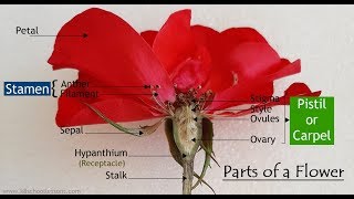 Parts of a Flower  Functions of the Parts of a Flower  Flower Dissection  Structure of a Flower [upl. by Nahttam]