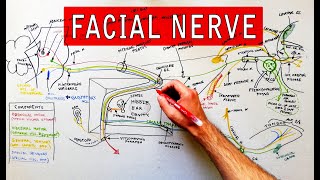 Facial nerve  Origin Function Pathway amp Branches  Anatomy Tutorial [upl. by Tugman]