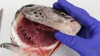 How do fish breathe using gills [upl. by Neened]