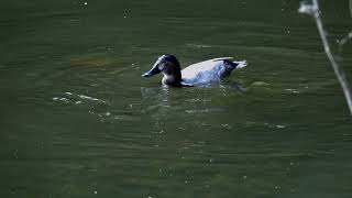 Pochard diving [upl. by Akirdnas]