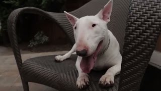 Bull Terrier 101 Is the Bull Terrier Right for You [upl. by Sheridan]