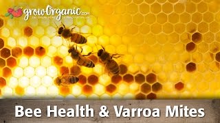 Bee Health amp Varroa Mites [upl. by Ahsel189]