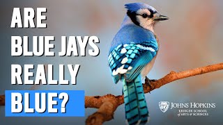 Are Blue Jays Really Blue [upl. by Orten]