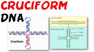 DNA structure  Cruciform DNA [upl. by Rehpotisrhc]