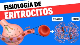 Fisiología de eritrocitos o glóbulos rojos [upl. by Rotberg]