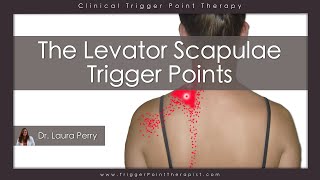 The Levator Scapulae Trigger Points [upl. by Rina]