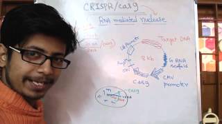 CRISPR Confirmation Genotyping CRISPRCas9 Gene Editing [upl. by Atsira]