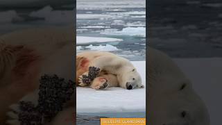 Shocking Rescue Polar Bear Saved from Millions of Barnacles animalrescue [upl. by Anairuy782]