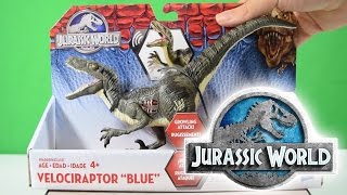 JURASSIC WORLD®  Velociraptor quotBLUEquot Growler  Unboxing amp Review Hasbro® [upl. by Yednarb285]