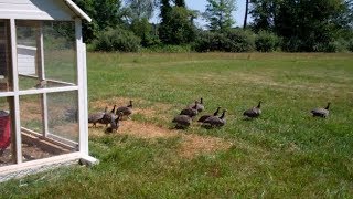 Freeranging the guineafowl on our suburban farm  Ep 44 [upl. by Krystal767]