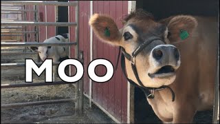 COW SOUNDS REAL COWS FOR KIDS COWS GO MOO COMPILATION [upl. by Anawed]