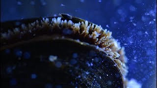 Mussels and Microplastics  Ocean Up Close  Ocean Wise [upl. by Ruvolo]