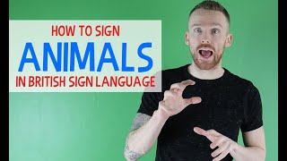 How to sign Animals in British Sign Language BSL [upl. by Doralin756]