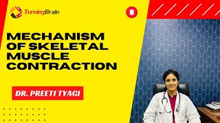 Mechanism of Skeletal Muscle Contraction [upl. by Avra]