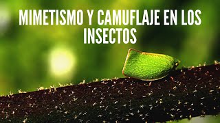 Mimetismo y camuflaje en los insectos 🐞 [upl. by Reinal]