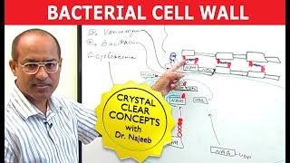 Bacterial Cell Wall [upl. by Ramel]