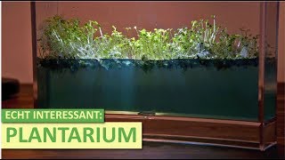 Plantarium Super  Vorstellung  Review [upl. by Eveleen]