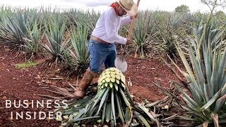 How Patrón Makes Its Tequila [upl. by Tocci271]