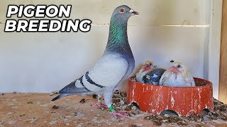 Basic PIGEON Breeding Requirments [upl. by Goran]