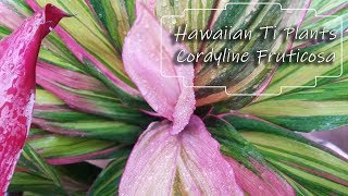 Growing Cordyline fruticosa  Hawaiian Ti Plants [upl. by Florina]