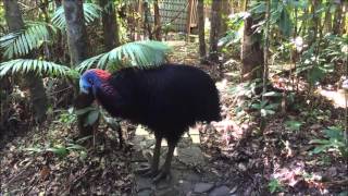 Cassowary territorial rumbling [upl. by Zoes153]