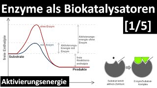 Enzyme sind Biokatalysatoren  Einführung Enzyme  Aktivierungsenergie 15  Biologie Oberstufe [upl. by Sinnylg]