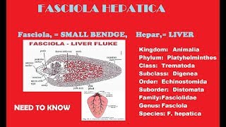 Fasciola Hepatica liver fluke completes notes with full discussion [upl. by Ame914]