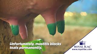 Protect your cows from mastitis using MASDISIN HERBAFILM post milking teat dip  Royal ilac [upl. by Downing]